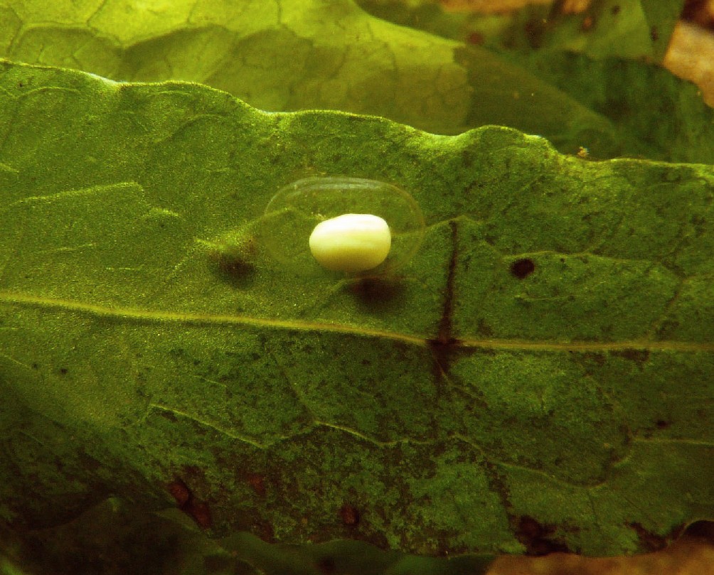 I Terracquari del Centro di Entomologia - Piombino (LI)